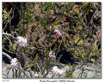 Find the Humming bird