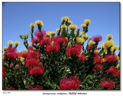 Leucospermum cordifolium