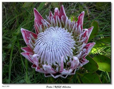 Protea