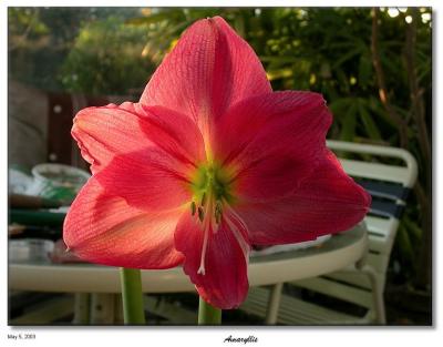 Sunlit  Amaryllis