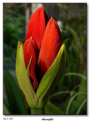 Red Amaryllis Buds