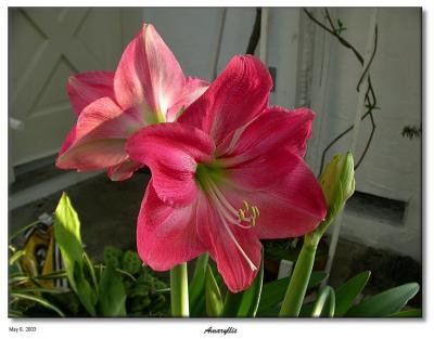 Amaryllis