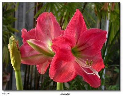 Amaryllis
