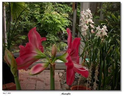 Amaryllis