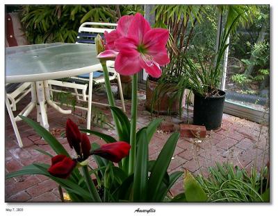 Amaryllis