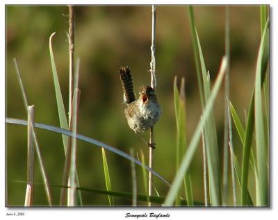 Screaming/singing bird