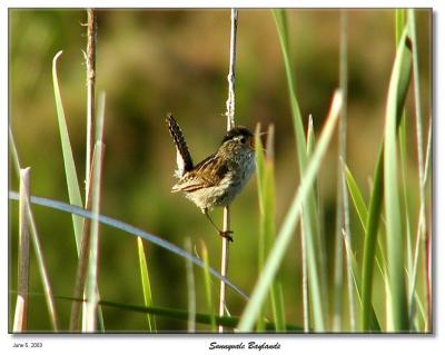 Screaming/singing bird