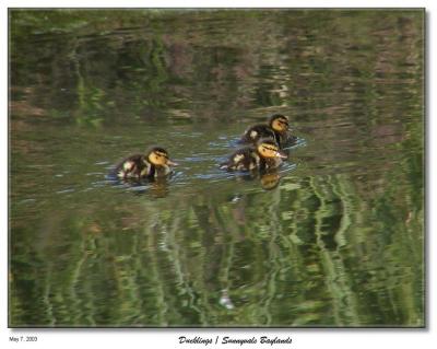 Ducklings