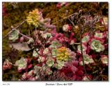 Blossoming Succulents