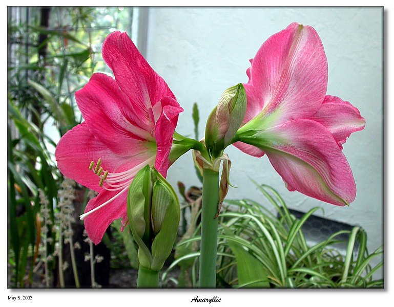 Amaryllis