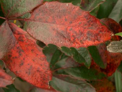redleaf_macro