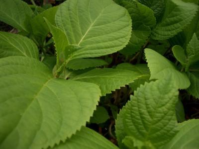 greenleaf_macro