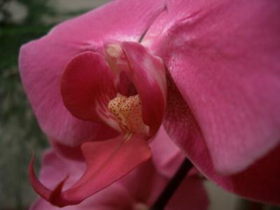orchid_macro
