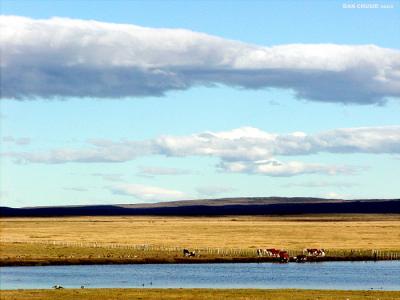 Grazing At Waters Edge<br>Patagonia (Chile)