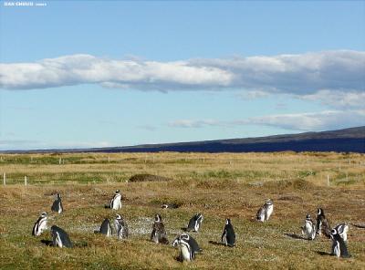Penguin Colony - IIPunta Arenas, Chile