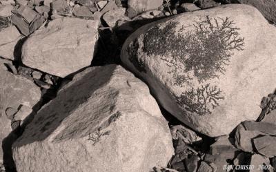 Plant Impressions On Rocks - I