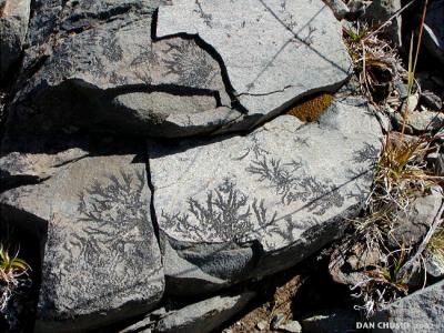 Plant Impressions On Rocks - II