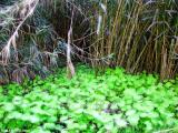 Experiments With Nature