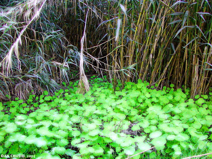 Experiments With Nature
