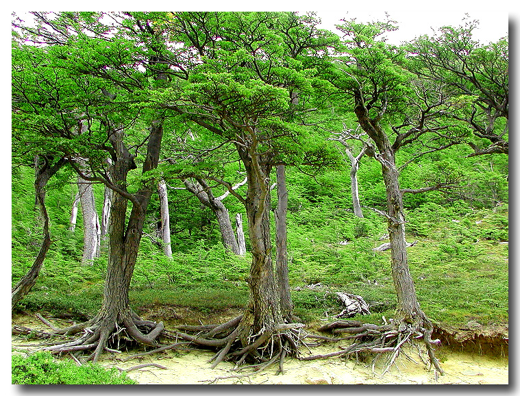 Roots