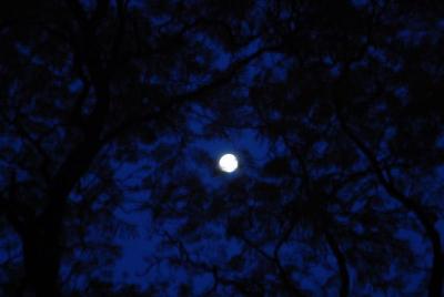 white moon in blue night