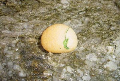 Sea Egg