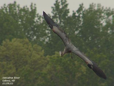 Dive Bombing Heron