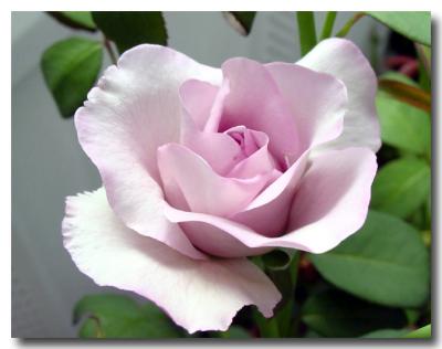 pink rose