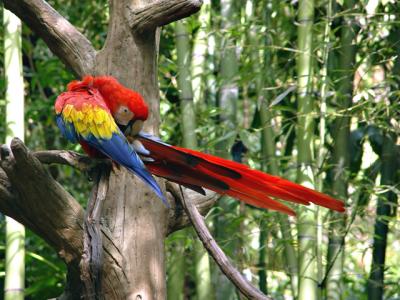 Feather Rainbow