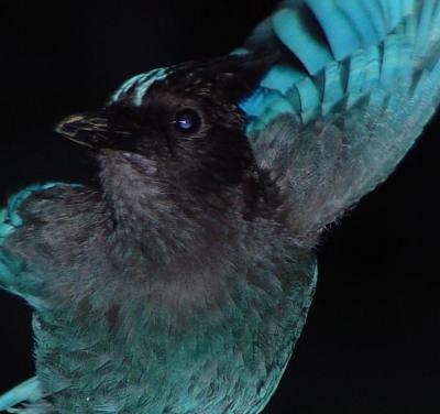 Nervious Stellers Jay.jpg