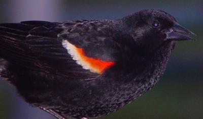 Tri-Colored Blackbird