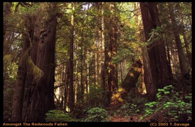 Amongst The Redwoods Fallen