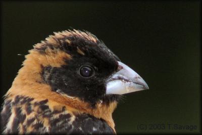 Black-headed grosbeak