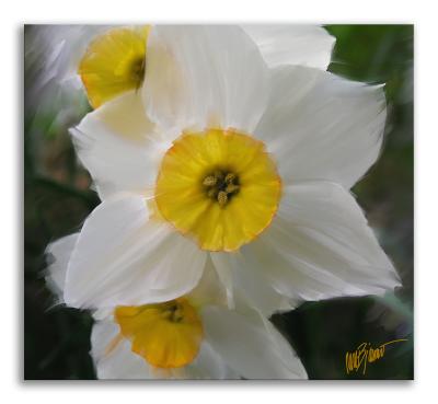 More Painted Daffies.jpg