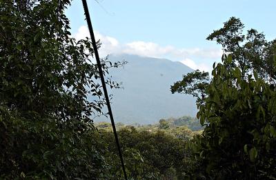 View from Rain Forest with Mountain in Background