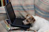 dog-laptop.jpg