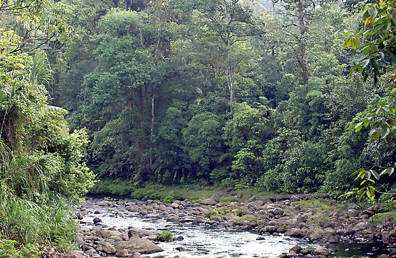 Beginning of Rain Forest