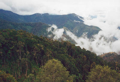 Cloud Cover at Monteverde Reserve