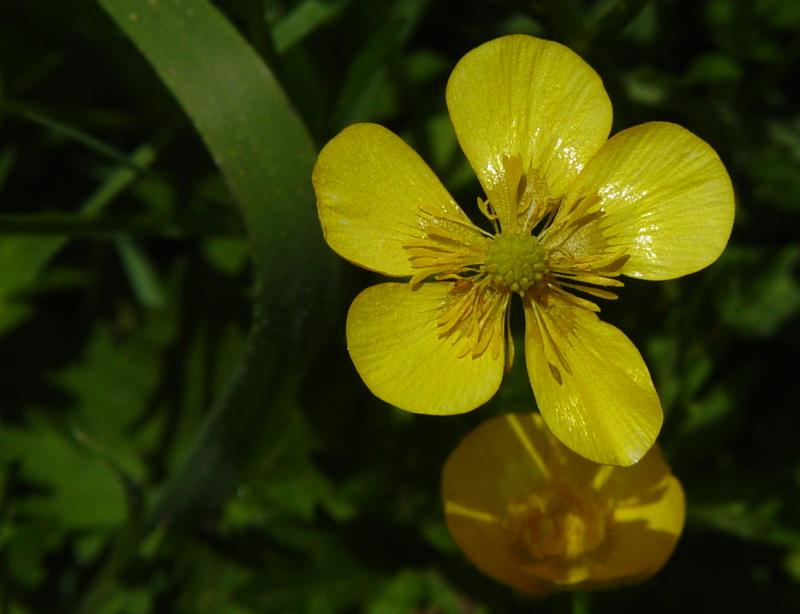 Common Buttercup