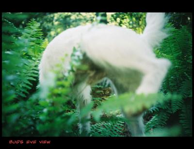 Bug's Eye View