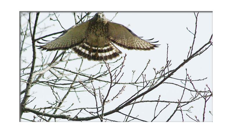 Hawk launches himself from his perch...