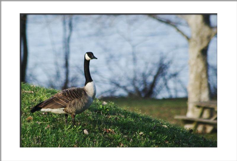 Just a plain, old Canadian Goose
