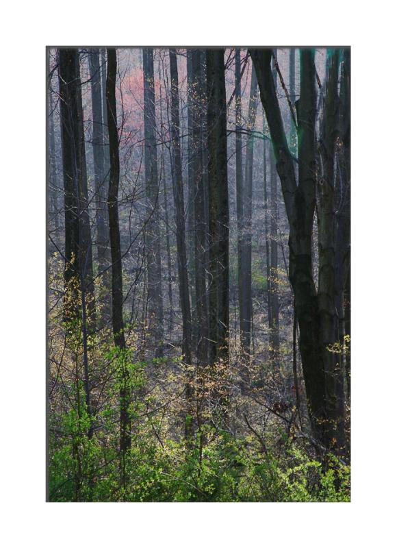 The Subtlety of Spring (Forest, trees, woods)