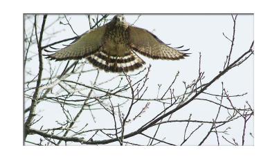 Hawk launches himself from his perch...
