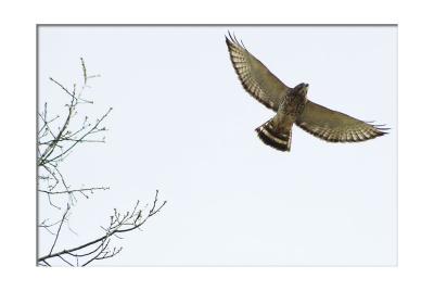 ....and soars away!
