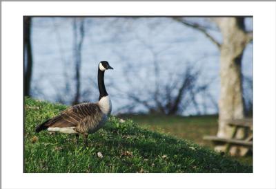 Just a plain, old Canadian Goose