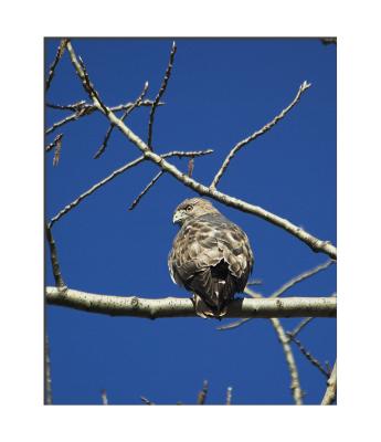 Cooper's Hawk..