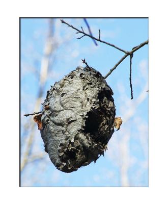 Signs of another kind of wildlife