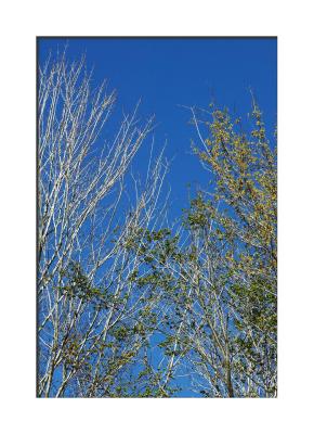 u27/cokids/medium/16024476.21CBTrees6075.jpg