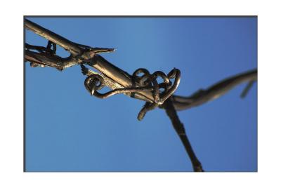 Vine